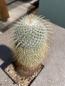 Preview: Mammillaria dixanthocentron